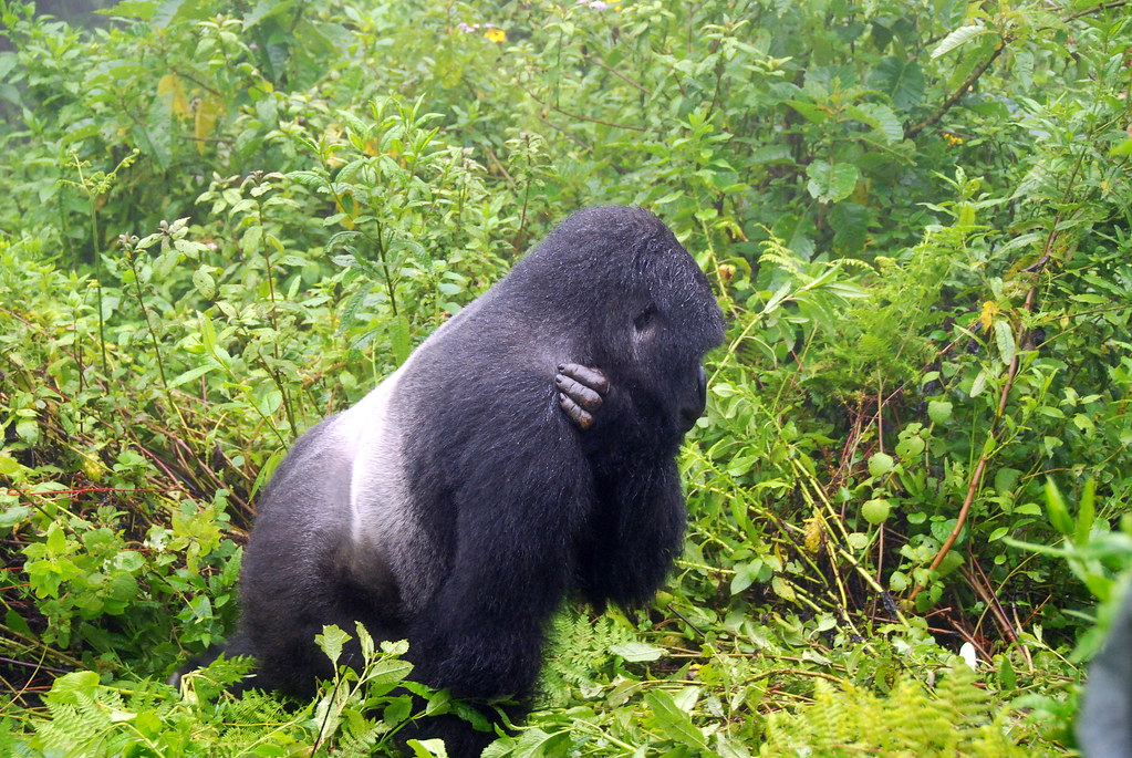 i day rwanda gorilla trekking
