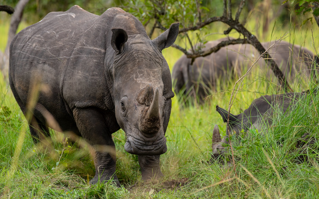 Rhino tracking in rwanda