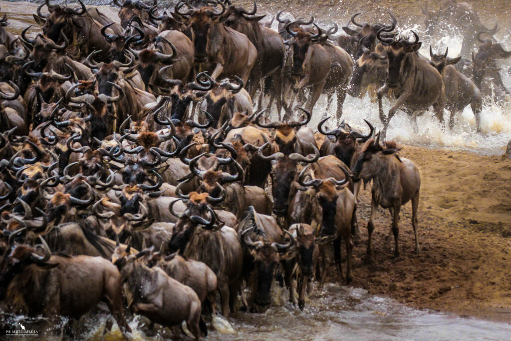wildebeest migration between june and october